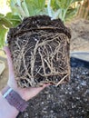 Pothos mq roots 2805 Royalty Free Stock Photo