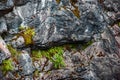 Marble rock covered red with green moss Royalty Free Stock Photo