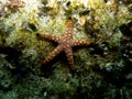 Marble Star Fish on Coral Reef Royalty Free Stock Photo