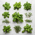 Marble surface clusters of basil Ocimum basilicum with vibrant green Royalty Free Stock Photo