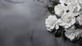 Elegant White Magnolia Flowers On Dark Marble Background