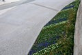 Marble white mosaic, and biennial floral geometric polygonal striped flowerbed of pansies blue blue with drip irrigation at the st