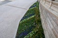 Marble white mosaic, and biennial floral geometric polygonal striped flowerbed of pansies blue blue with drip irrigation at the st