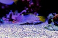 Marble Wrasse - Halichoeres hortulanus