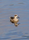 Marbled Duck in Guadalhorce Spain