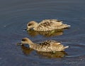 Marbled Duck in Guadalhorce Spain