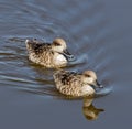 Marbled Duck in Guadalhorce Spain