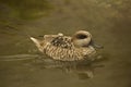 The Marbled duck, marbled teal Marmaronetta angustirostris.