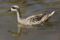 Marbled duck Marmaronetta angustirostris