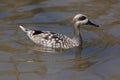 Marbled duck (Marmaronetta angustirostris).