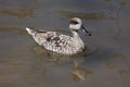 Marbled duck (Marmaronetta angustirostris).