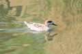 Marbled duck - Marmaronetta angustirostris