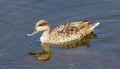 Marbled Duck in Guadalhorce Spain