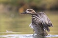 Marbled Duck ready to take off