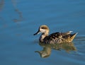 Marbled Duck Royalty Free Stock Photo