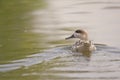 Marbled Duck Royalty Free Stock Photo