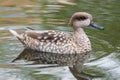 Marbled duck, or marbled Teal, Marmaronetta angustirostris, swimming on a lake