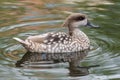 Marbled duck, or marbled Teal, Marmaronetta angustirostris, swimming on a lake