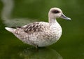 Marbled Duck in Water