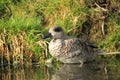 Marbled duck