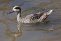 Marbled duck (Marmaronetta angustirostris).