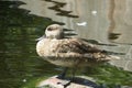 Marbled duck in zoo, closeup Royalty Free Stock Photo