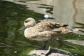 Marbled duck in zoo, closeup Royalty Free Stock Photo