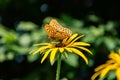 Marbled fritillary sitting on the flower. Beauty big butterfly, yellow flower. Royalty Free Stock Photo