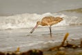 Marbled Godwit on Beach Royalty Free Stock Photo