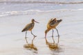 Marbled godwit on the beach at sunset. A close-up portrait of a large shorebird, California Coastline Royalty Free Stock Photo