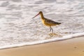 Marbled godwit on the beach at sunset. A close-up portrait of a large shorebird, California Coastline Royalty Free Stock Photo