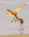 Marbled godwit on the beach at sunset. A close-up portrait of a large shorebird, California Coastline Royalty Free Stock Photo