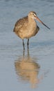 Marbled Godwit in blue water with reflection in wa