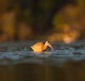 Marbled godwit feeding at seaside beach Royalty Free Stock Photo