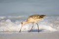 Marbled Godwit feeding in the surf