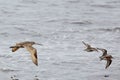 Marbled Godwit flying with other shorebirds