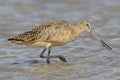 Marbled Godwit Foraging in a Tidal Pool - Florida
