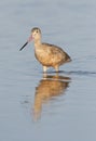 Marbled Godwit, Limosa fedoa Royalty Free Stock Photo