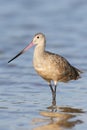 Marbled Godwit, Limosa fedoa Royalty Free Stock Photo