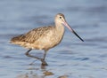 Marbled Godwit, Limosa fedoa Royalty Free Stock Photo