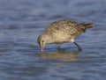 Marbled Godwit, Limosa fedoa Royalty Free Stock Photo
