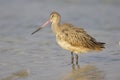 Marbled Godwit, Limosa fedoa Royalty Free Stock Photo