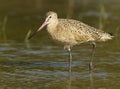 Marbled Godwit, Limosa fedoa Royalty Free Stock Photo