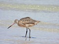 Marbled Godwit (Limosa fedoa) Royalty Free Stock Photo