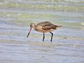 Marbled Godwit (Limosa fedoa) Royalty Free Stock Photo