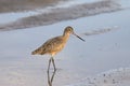 Marbled Godwit limosa fedoa Royalty Free Stock Photo