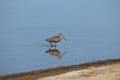 Marbled Godwit Limosa fedoa 2 Royalty Free Stock Photo