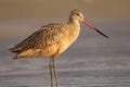 Marbled Godwit Pausing