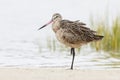 Marbled Godwit Resting on One Leg in a Florida Marsh