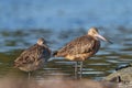 Marbled godwit resting at seaside beach Royalty Free Stock Photo